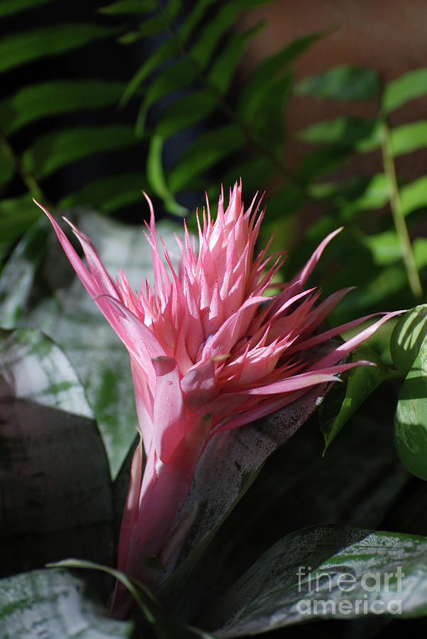 Pale Pink Tropical Flower With Spikes Photograph by DejaVu Designs