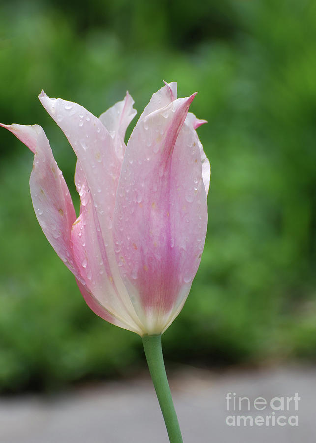 Pale Pink Tulip with Dew Drops Flowering Photograph by DejaVu Designs