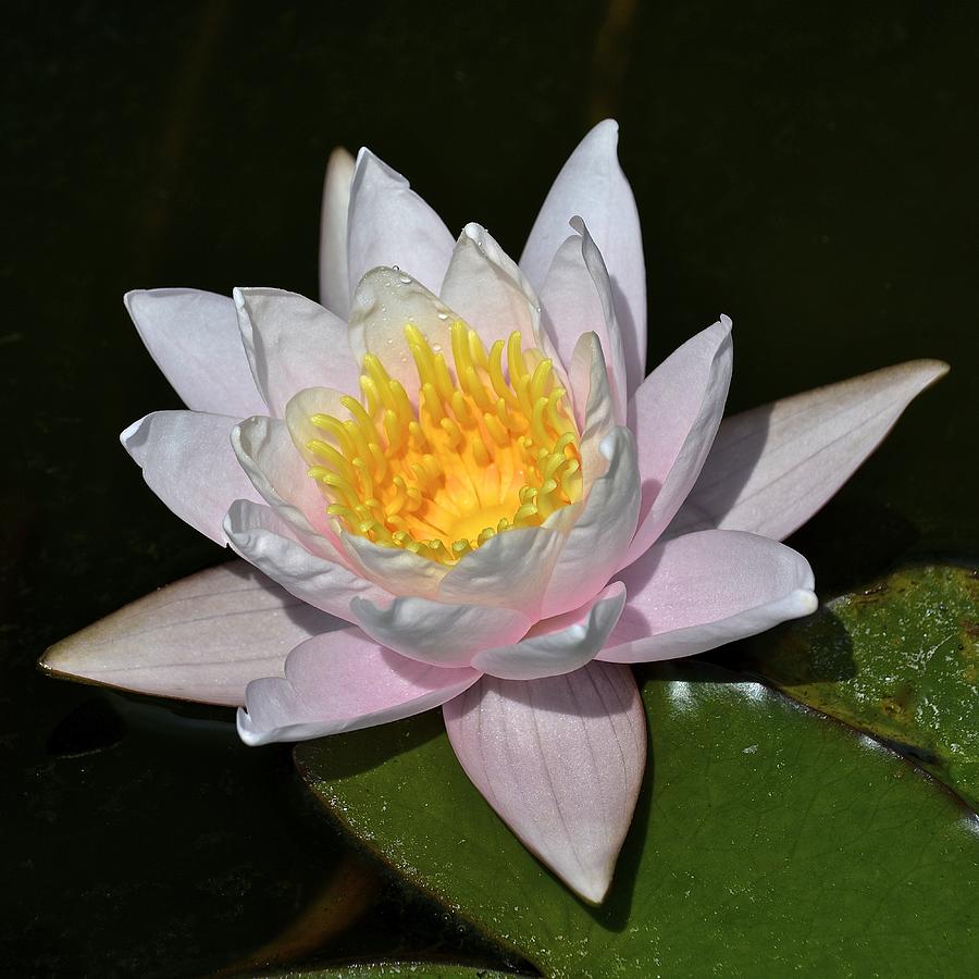 Pale Pink Waterlily Photograph by Tana Reiff