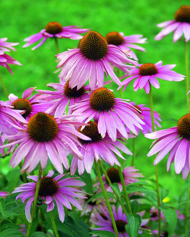 Pale Purple Coneflowers Photograph by Marty Koch