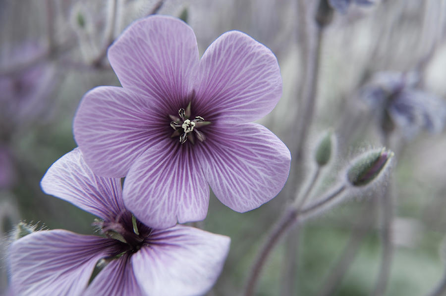 Pale Purple Geranium Maderense Photograph by Helen Jackson