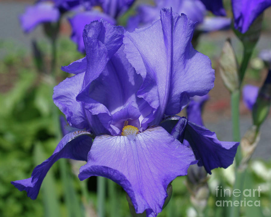 Pale Purple Iris Photograph by Smilin Eyes Treasures