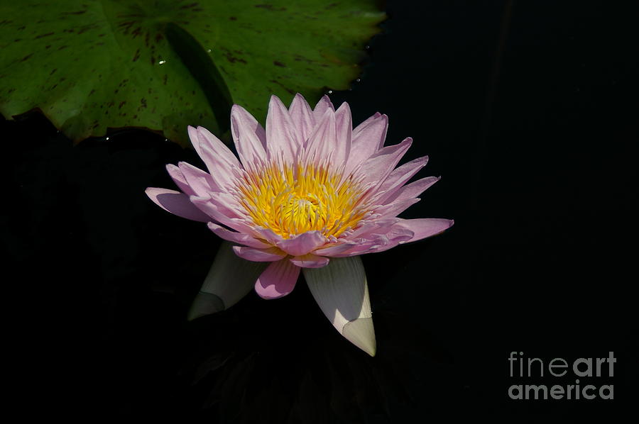 Pale Purple Lotus Waterlily Photograph by Jackie Irwin