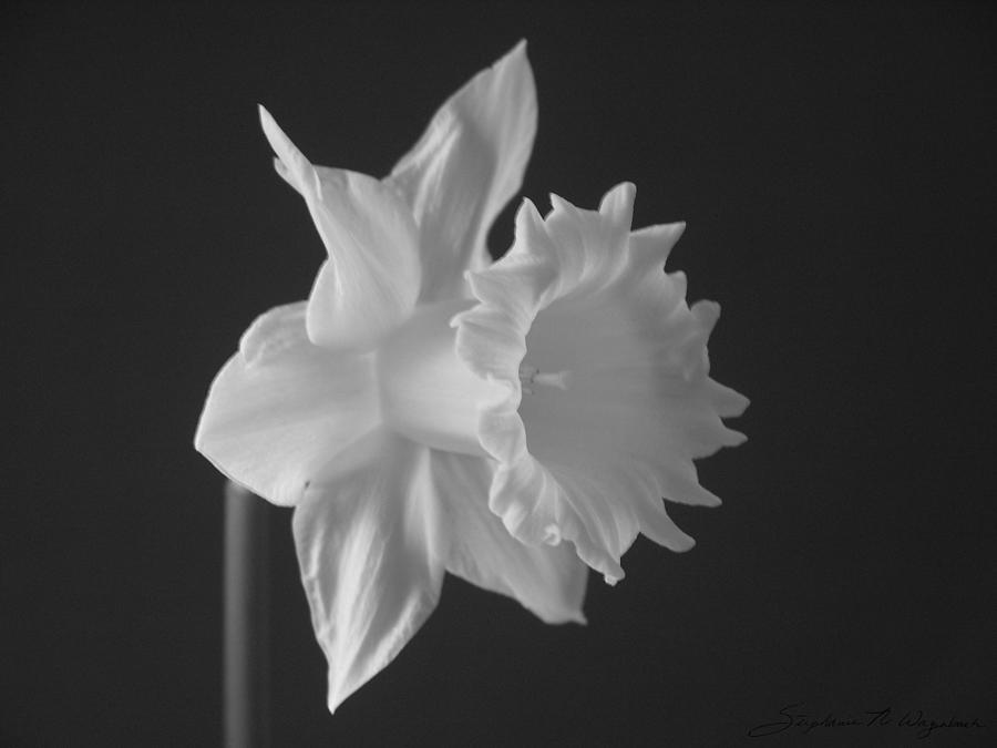 Flower Photograph - Pale Remarks by Stephanie Wagenbach
