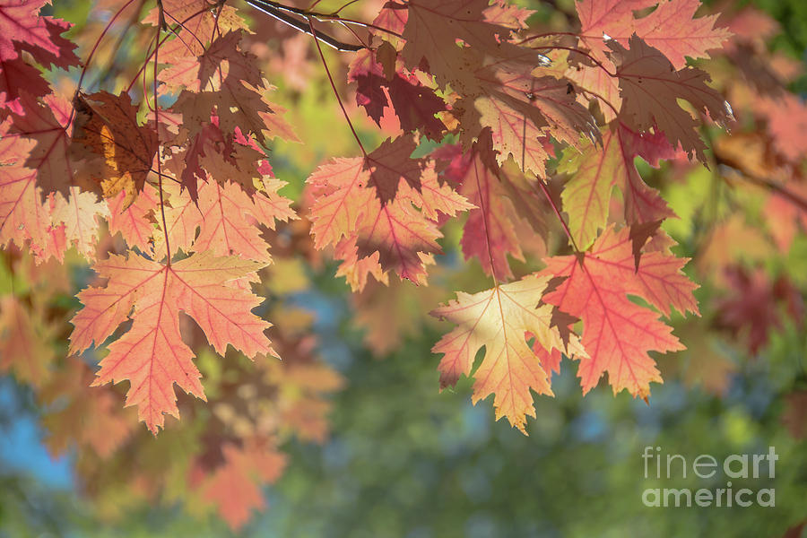 Pale Rose Maple Leaves Photograph by Cheryl Baxter