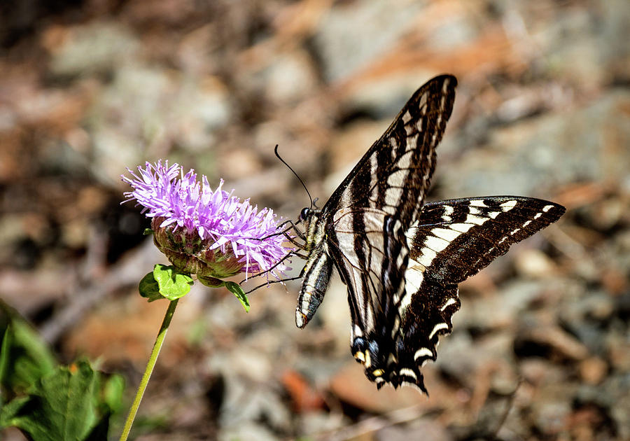 Pale Swallowtail Photograph by Betty Depee