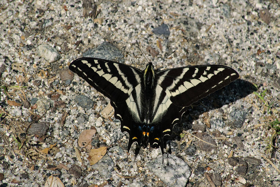Pale Swallowtail Butterfly Photograph by Frank Wilson