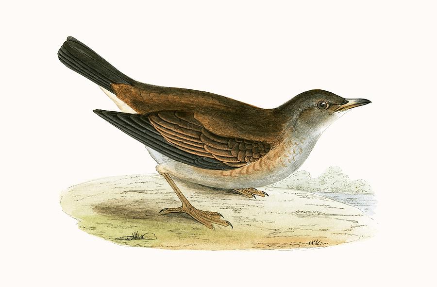 Pale Thrush Painting by English School - Fine Art America