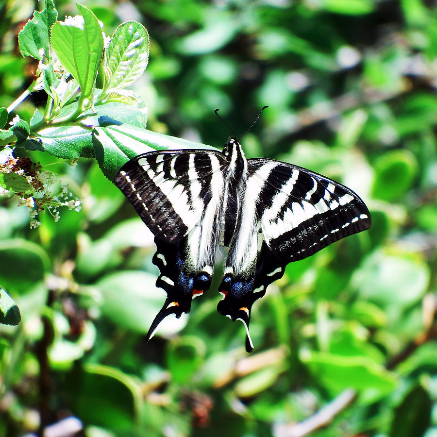 Pale Tiger Swallowtail Photograph by Kenneth Willis