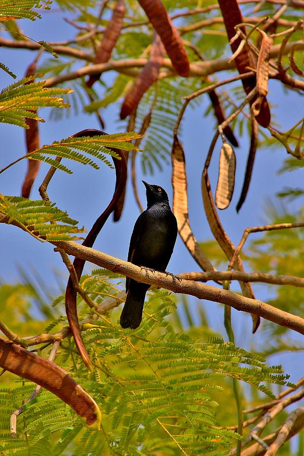 Pale Winged Starling-namibia Photograph