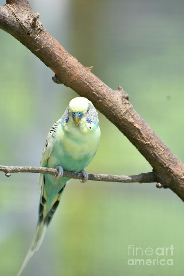 blue and green parakeet
