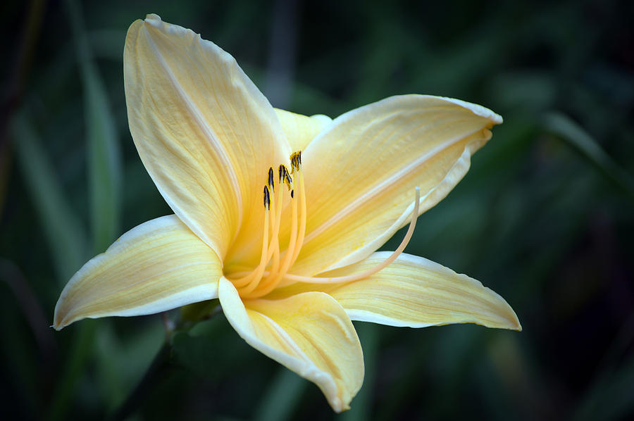 Pale Yellow Day Lily Photograph by Terence Davis