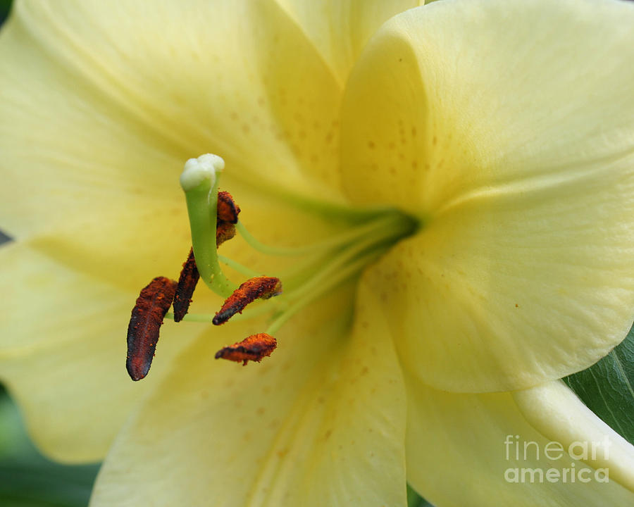 Pale Yellow Lily Photograph by Smilin Eyes Treasures