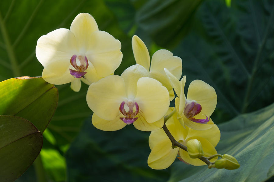 Pale Yellow Orchids in Lush Jungle Green Photograph by Georgia Mizuleva