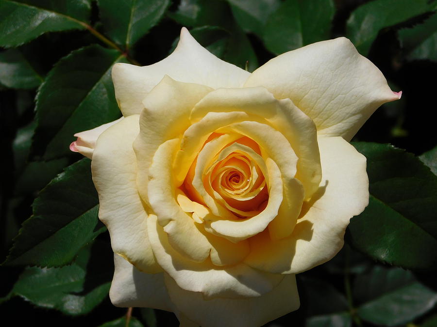 Pale Yellow Rose Photograph by Catherine Gagne
