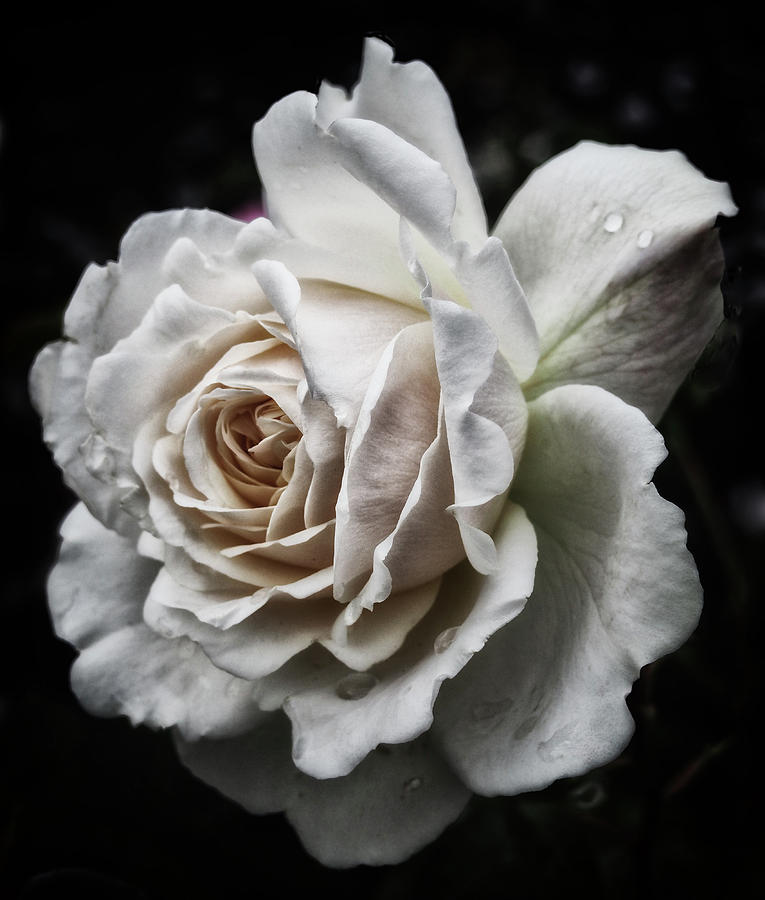 Pale Rose - Dewdrops - A Portrait Photograph by Philip Openshaw - Fine ...