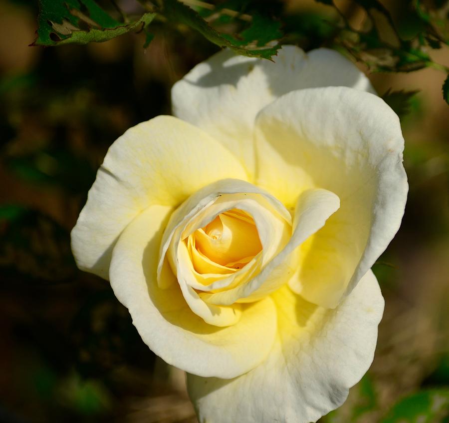 Pale Yellow Rose Photograph by Hella Buchheim