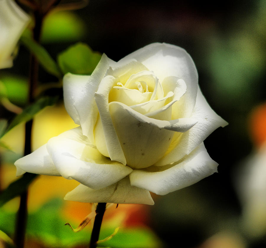 Pale Yellow Rose Photograph by Nancy Anderson - Pixels