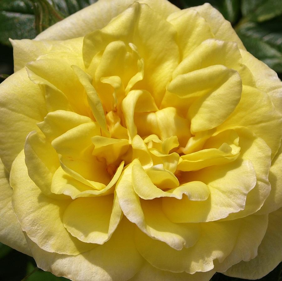 Pale Yellow Rose Photograph by Richard Brookes