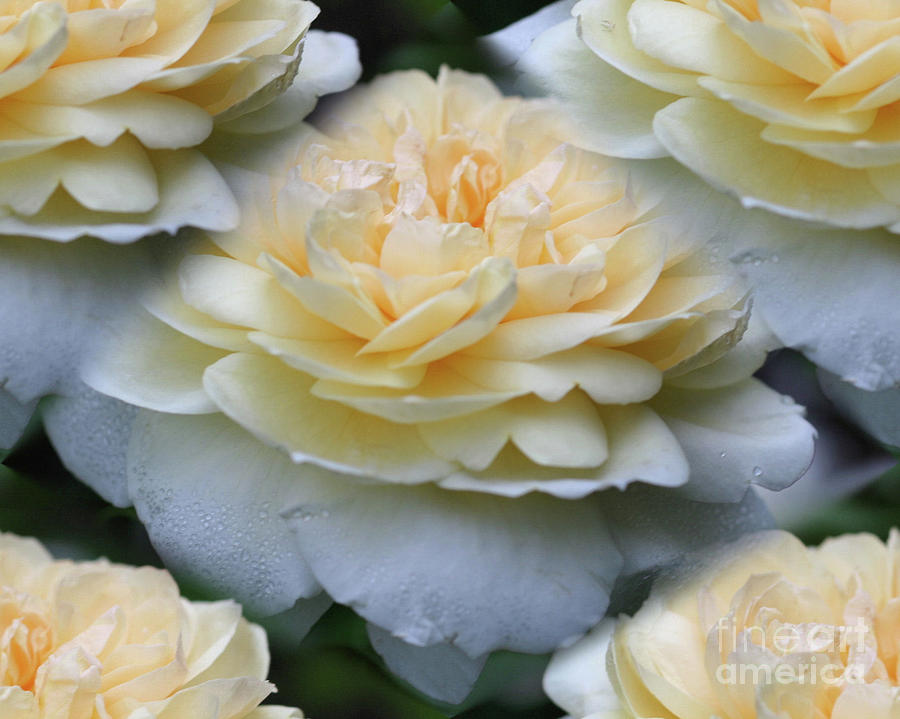 Pale Yellow Roses Photograph by Smilin Eyes Treasures