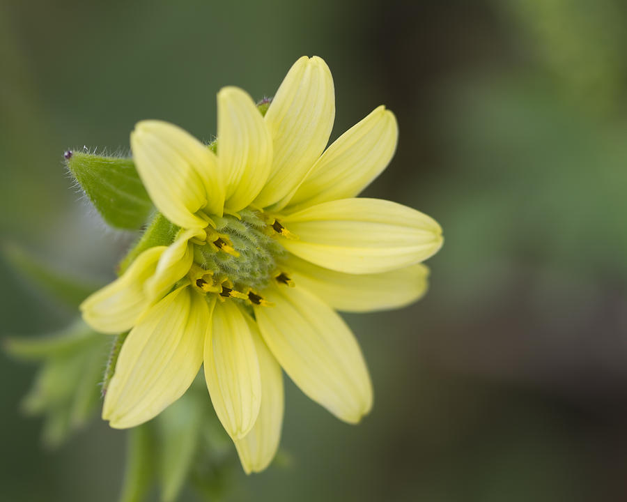 Pale Yellow Shaggy Rosinweed Wildflower - Silphium mohrii Photograph by Kathy Clark