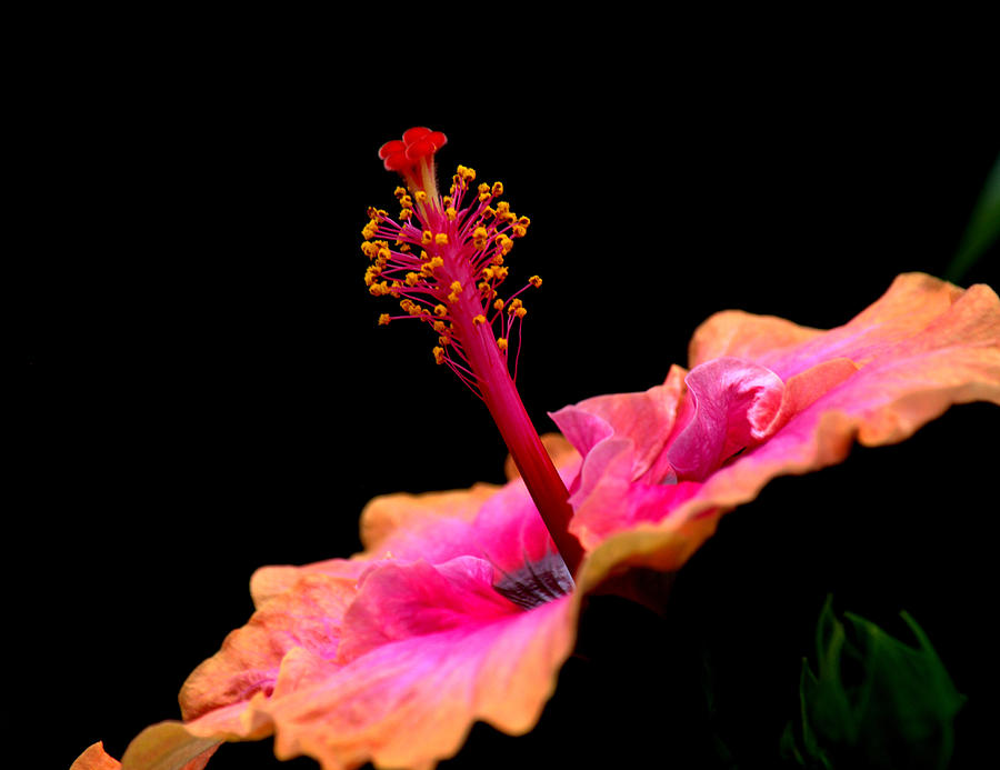 Paleaku Hibiscus Photograph by Lori Seaman
