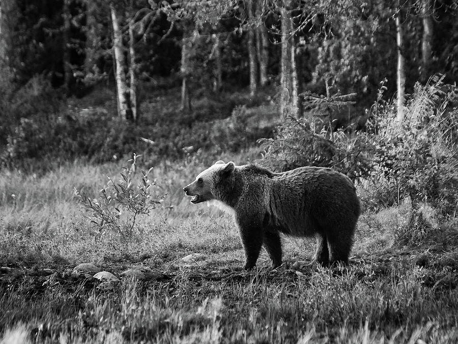Paleface. Brown bear bw Photograph by Jouko Lehto