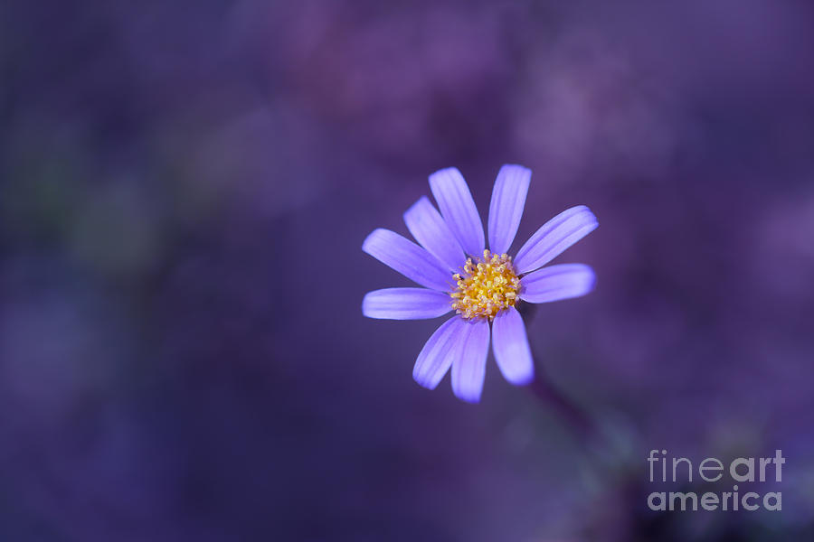 Flower Photograph - Palette of blue n purple by LHJB Photography