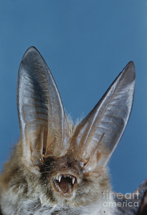 Bat Photograph - Pallid Bat by Charles E. Mohr