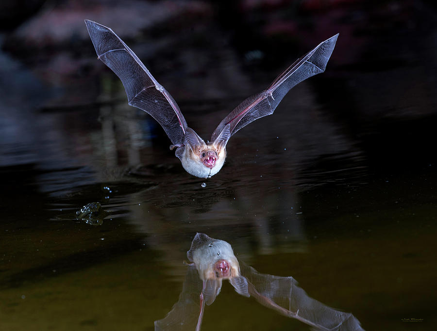 Pallid Bat on Pond Photograph by Judi Dressler