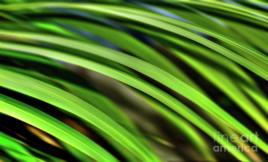 Palm Abstract by Kaye Menner Photograph by Kaye Menner