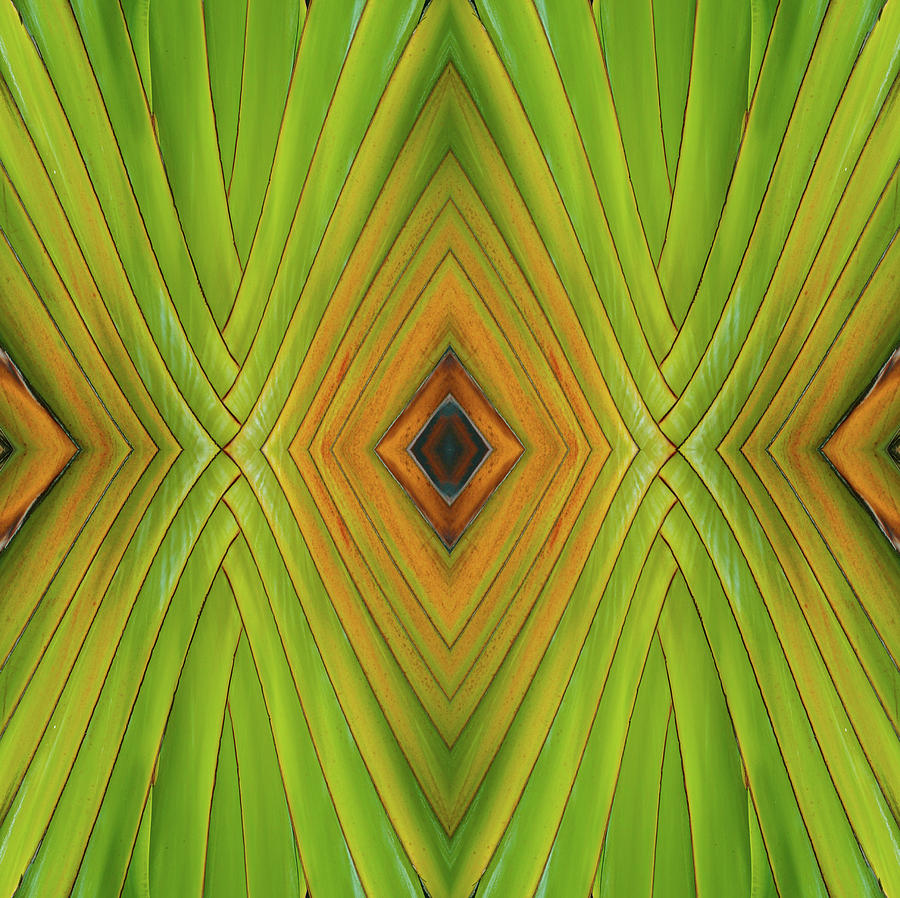 Abstract Photograph - Palm Abstract IV by Michelle Constantine