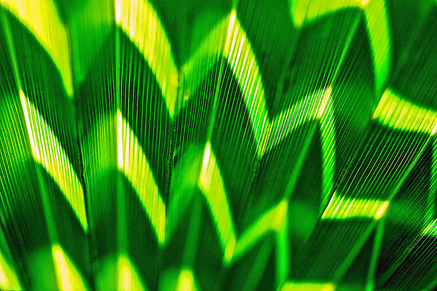 Palm Abstract Photograph by Michael Cinnamond