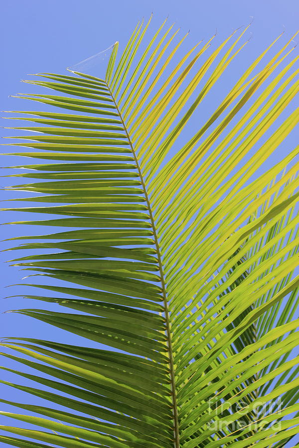 Palm Abstract Photograph by Alice Terrill