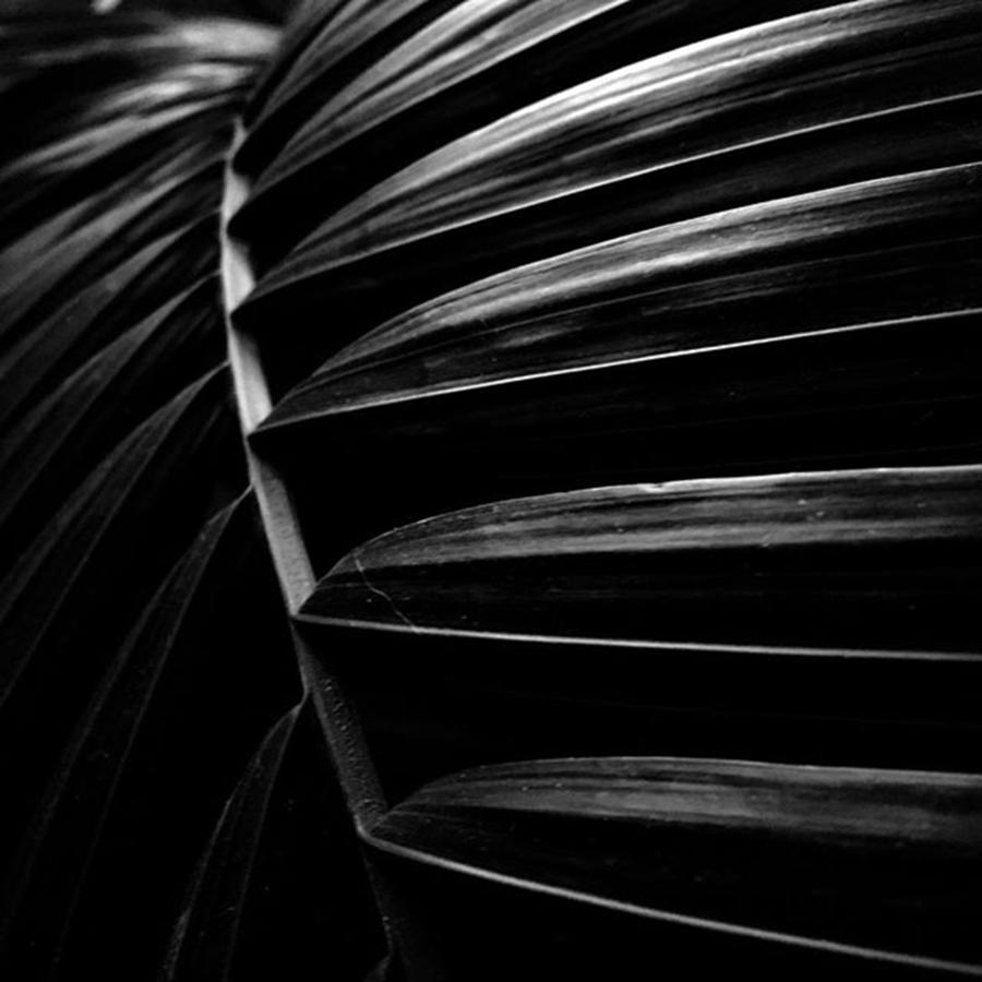 Black And White Photograph - Palm by Adam Graser