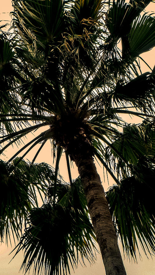 Palm Against the Sky Photograph by Frank Mari