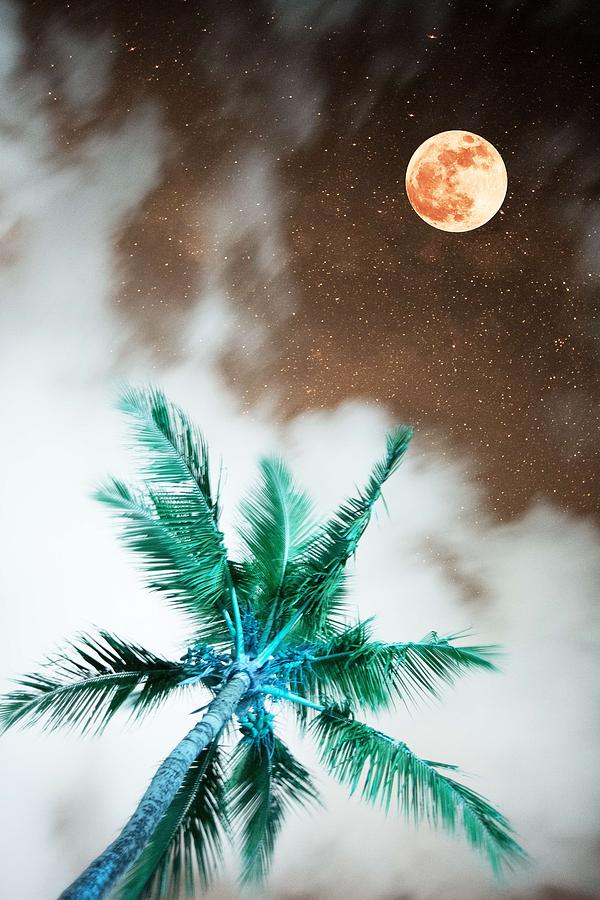 Palm and full moon Painting by Celestial Images