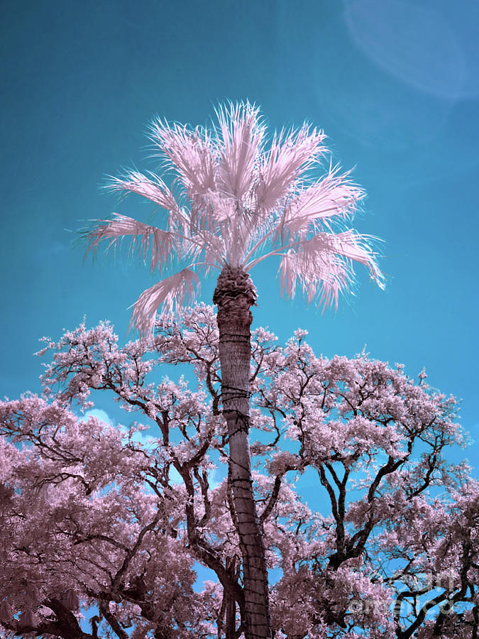Palm and Live Oaks Photograph by Norman Gabitzsch