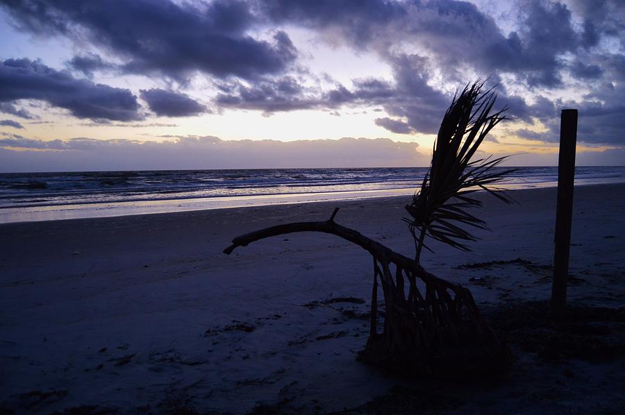 Palm and Post and Ormond Sunrise  Photograph by Warren Thompson