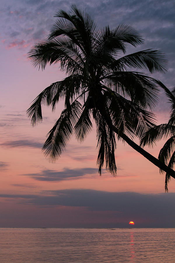 Palm and the sunset Photograph by Marzena Grabczynska Lorenc