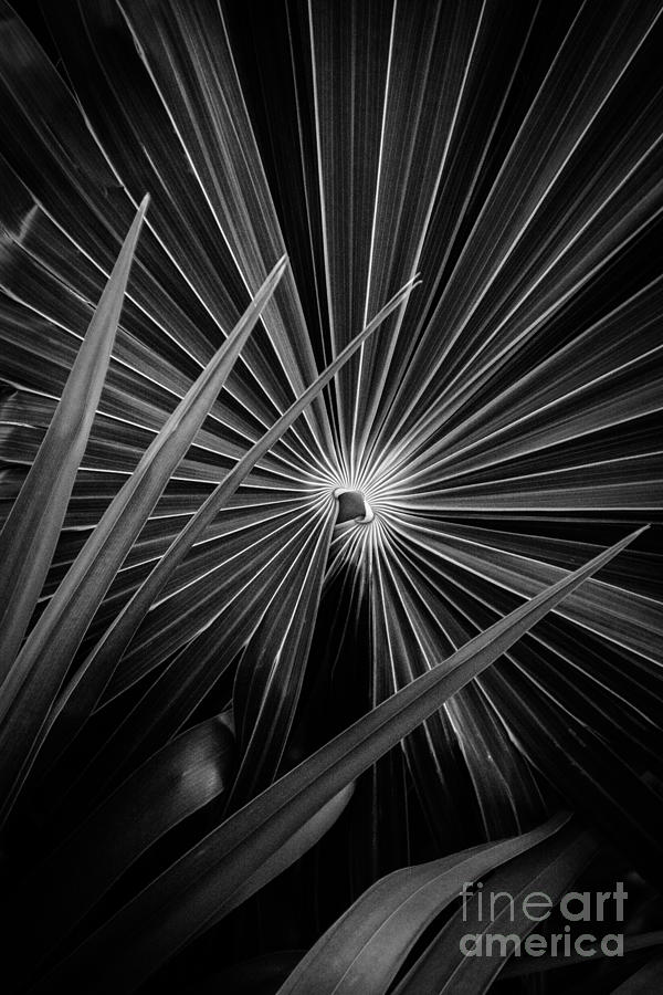 Palm Art Photograph by Cheryl Baxter