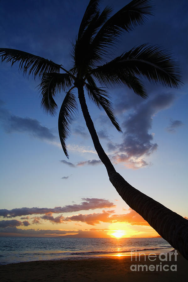 Palm at Kamaole Beach Photograph by Ron Dahlquist - Printscapes - Fine ...