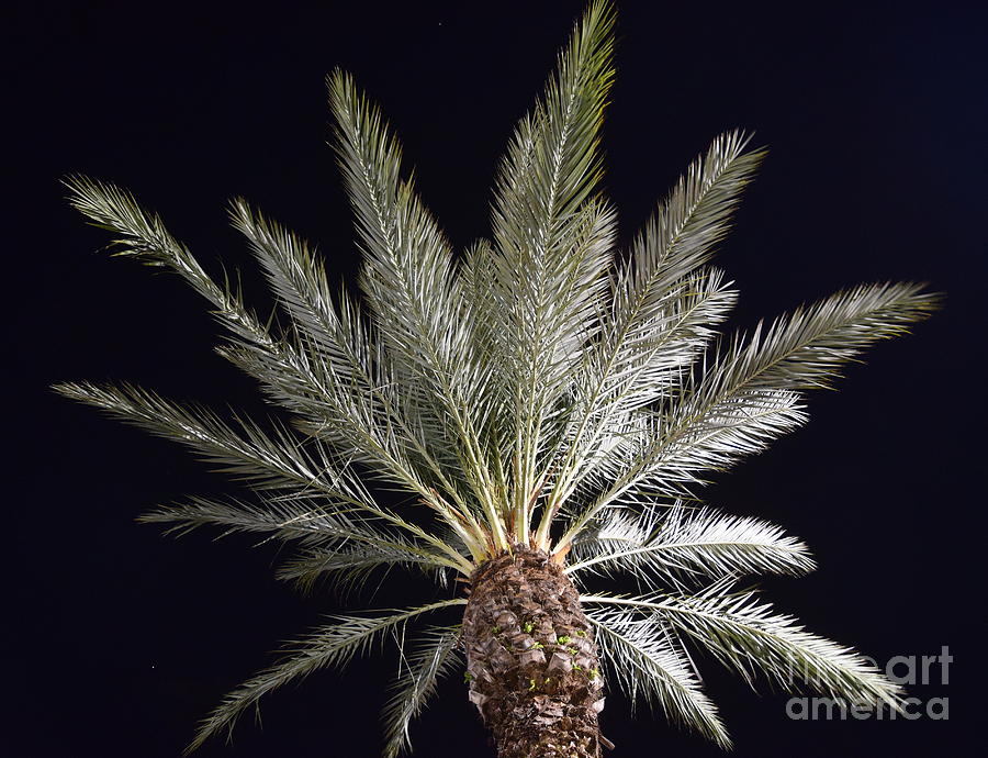 Palm Photograph - Palm at Night by Agnes Lankus