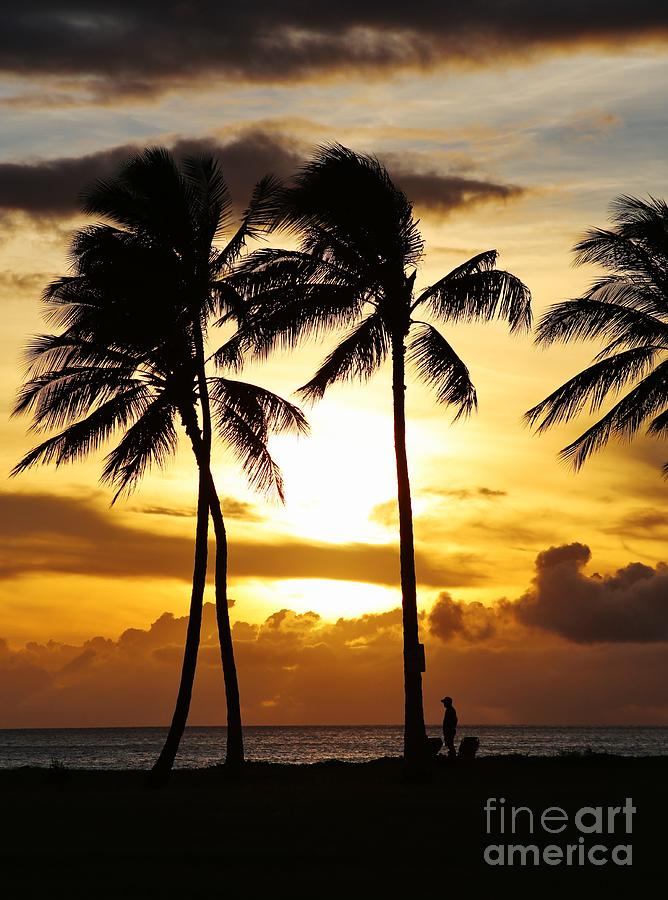 Palm at Sunset Photograph by Craig Wood