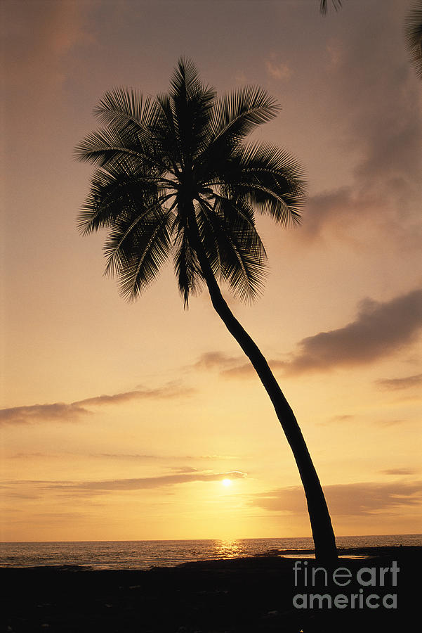 Palm At Sunset Photograph by Greg Vaughn - Printscapes