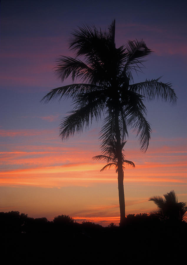Palm at Sunset Photograph by John Burk