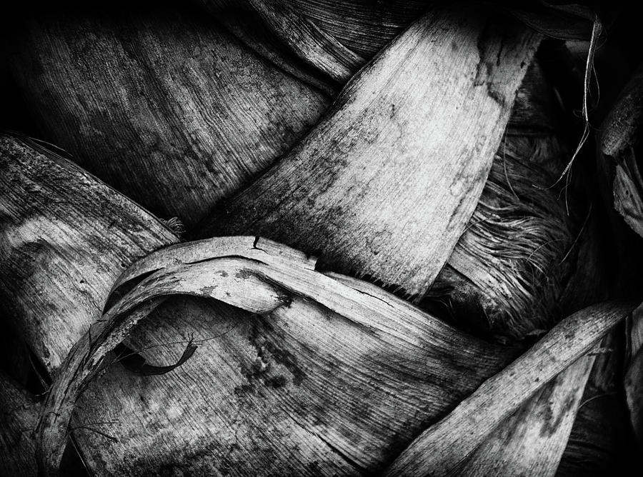 Palm Bark by Michael Raiman Palm Bark by Michael Raiman