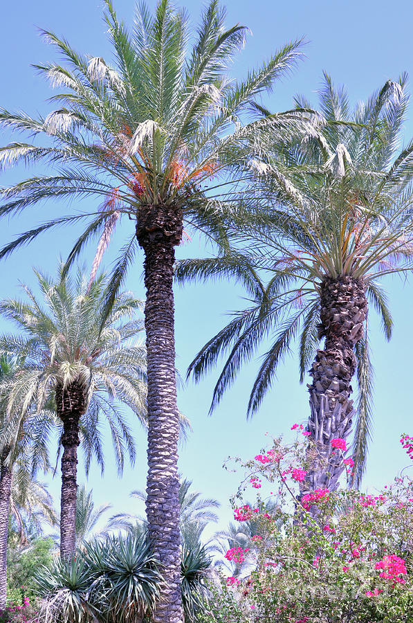 Palm Beauties Photograph by Lydia Holly