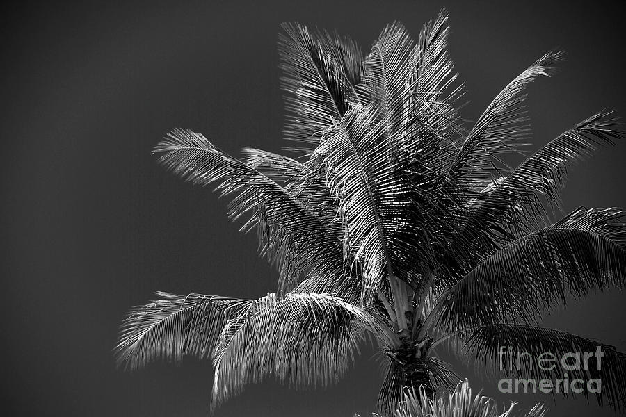 Palm Beauty Monochrome Lahaina Photograph by Sharon Mau
