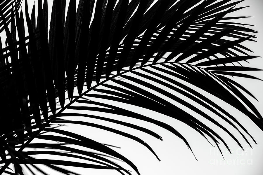 Palm Black and White Photograph by Christina Williams | Fine Art America